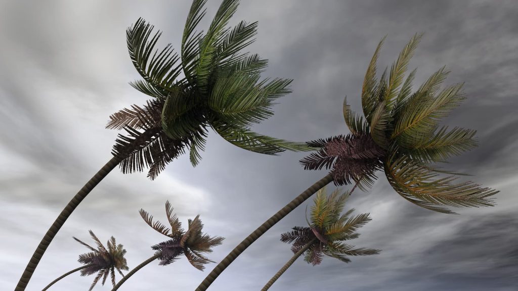 bigstock-palms-at-hurricane-12116309-1024x576