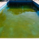 algae bloom in pool