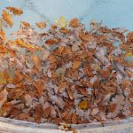 Fall Pool Maintenance: How To Keep Your Pool Clean In The Fall