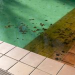 Types of Pool Algae: The Ultimate Comparison Guide
