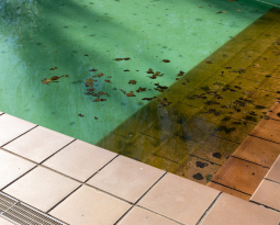 Types of Pool Algae: The Ultimate Comparison Guide